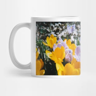 Springtime Crocuses - Diana 120mm Photograph Mug